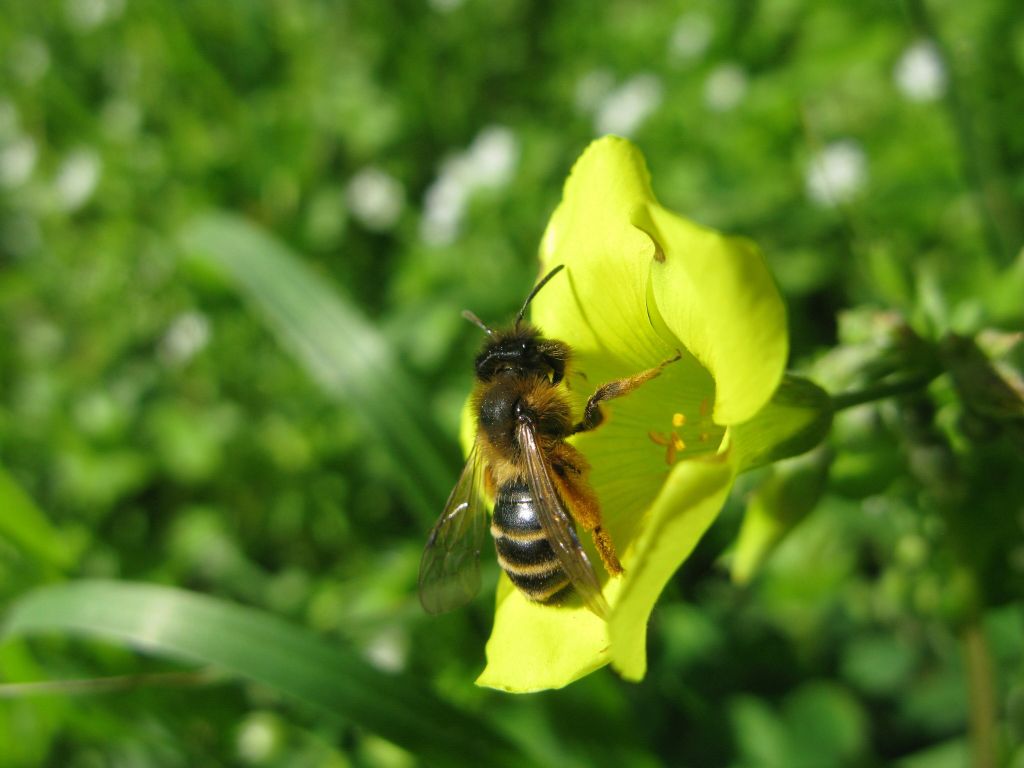 voglia di primavera..: Andrena sp.