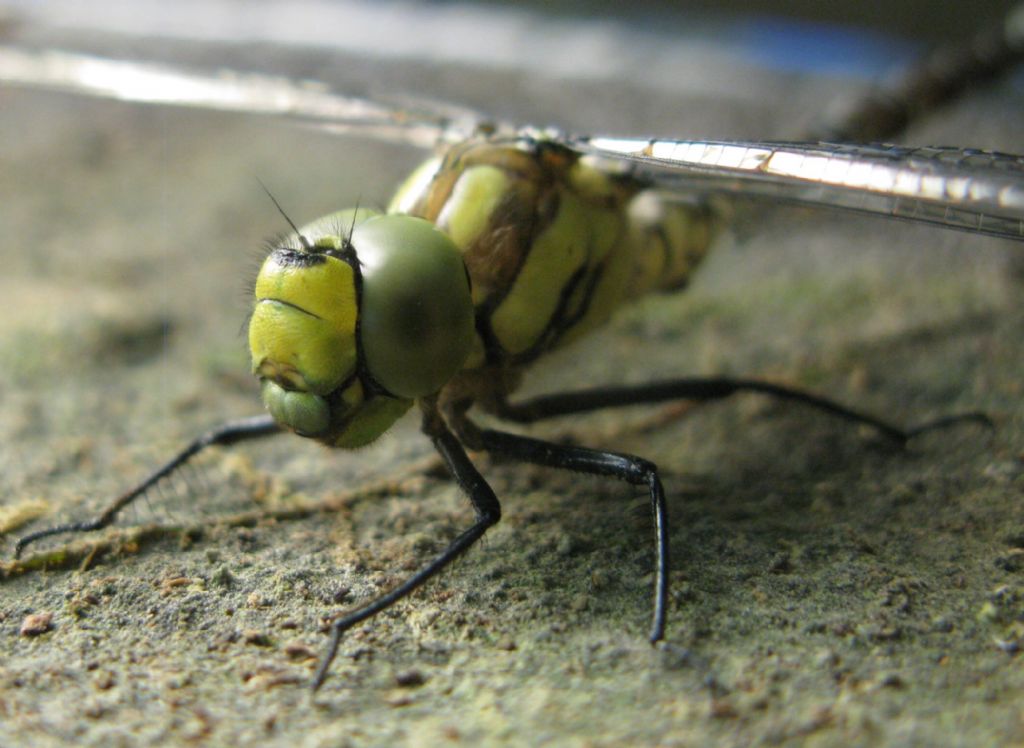 Gomphidae da determinare... cio no, Aeshna cyanea