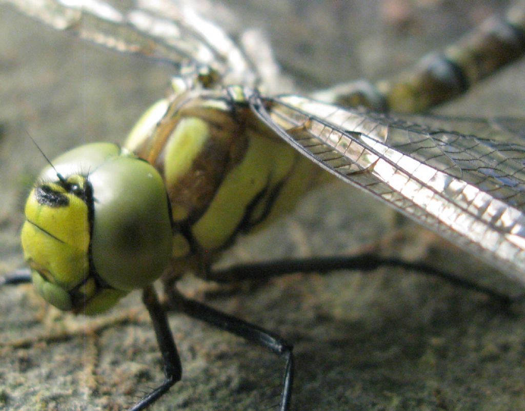 Gomphidae da determinare... cio no, Aeshna cyanea