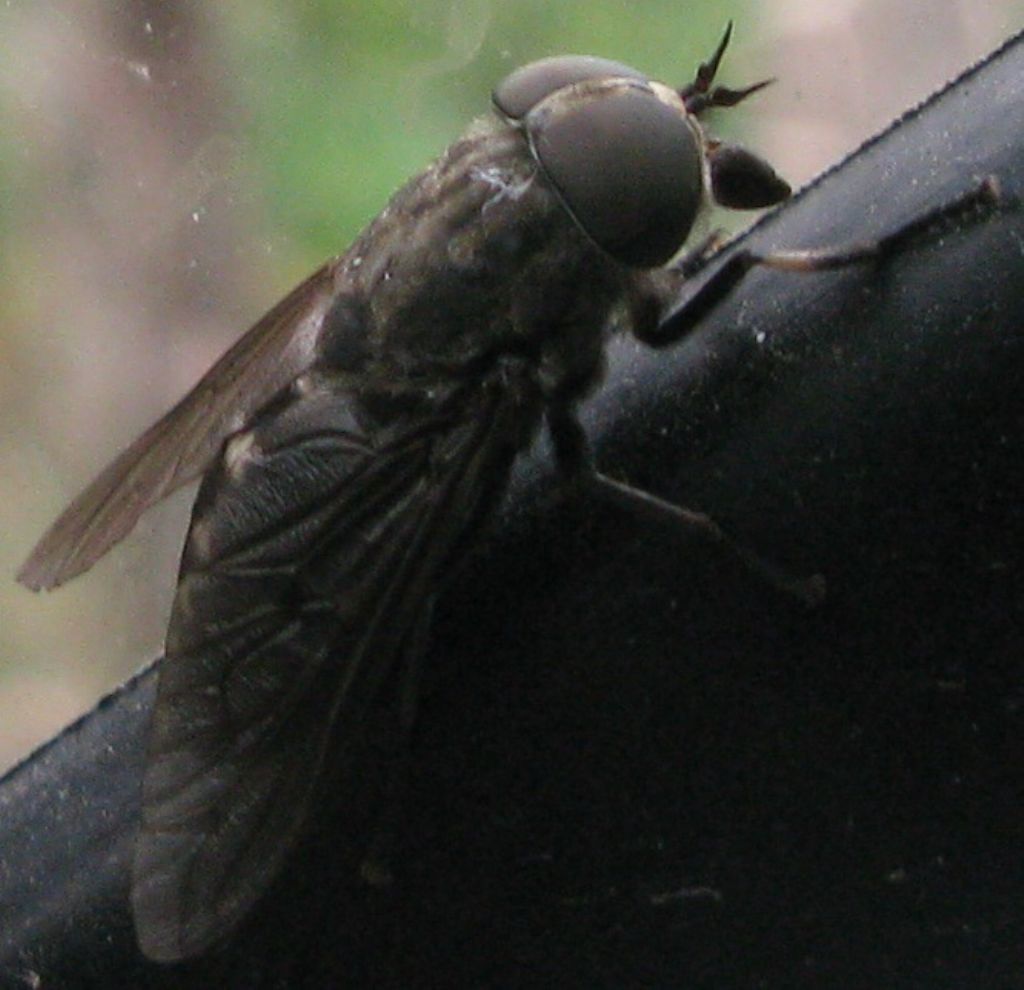 Tabanus sudeticus ?