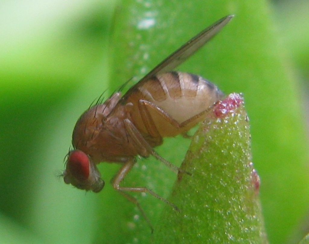 Drosophila sp., Drosophilidae