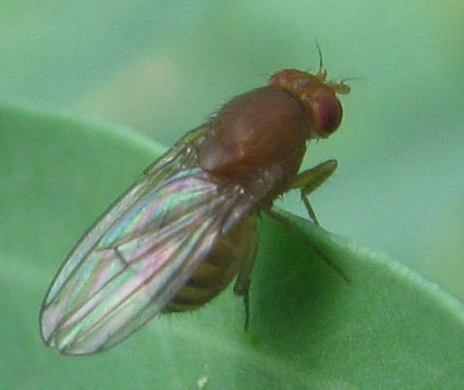 Drosophila sp., Drosophilidae