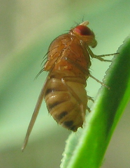 Drosophila sp., Drosophilidae