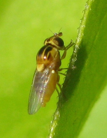 Thaumatomyia sp. (Chloropidae)