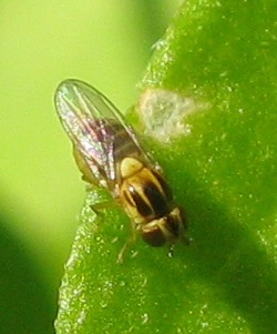 Thaumatomyia sp. (Chloropidae)
