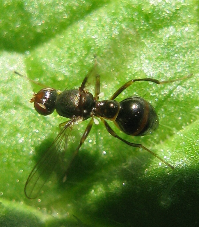 Ultimo Sepsidae dell''anno