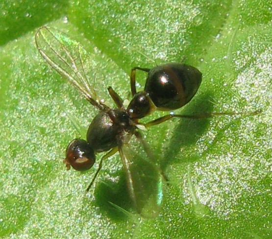 Ultimo Sepsidae dell''anno