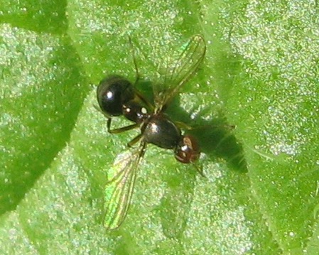 Ultimo Sepsidae dell''anno