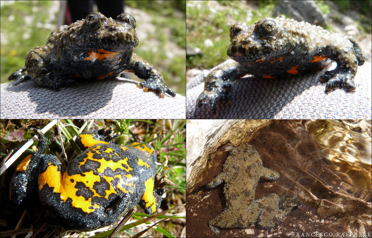 Ululone dal ventre giallo (Bombina pachypus)