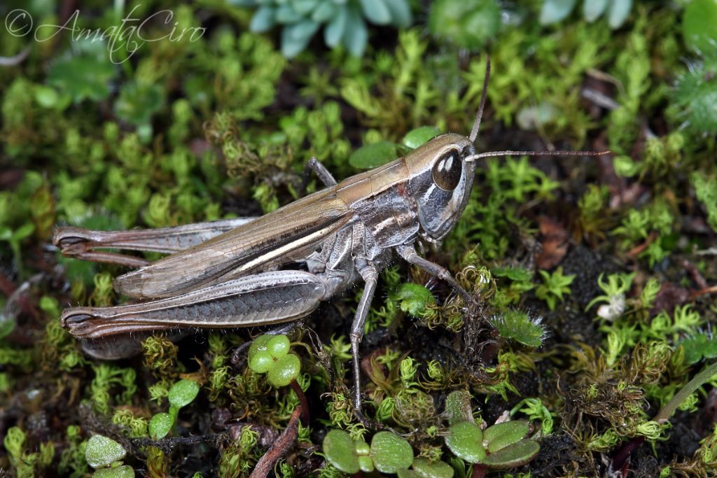 Euchorthippus albolineatus siculus