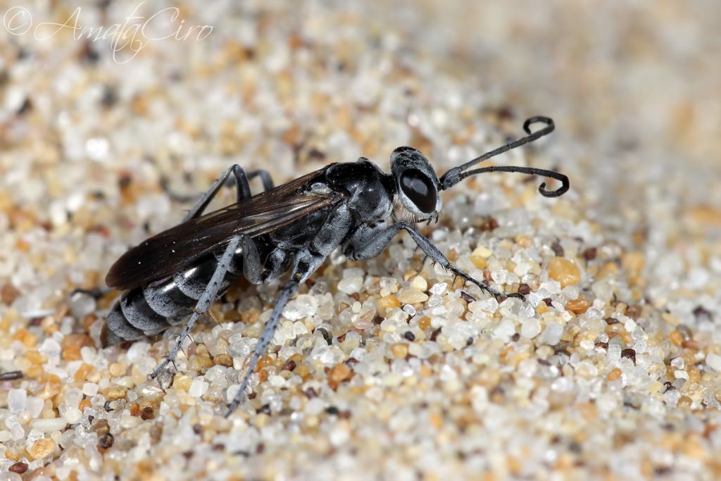 Pompilidae: Pompilus cinereus