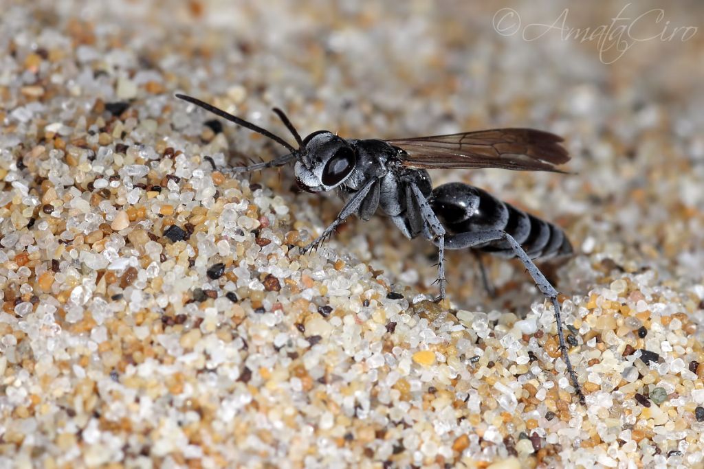 Pompilidae: Pompilus cinereus