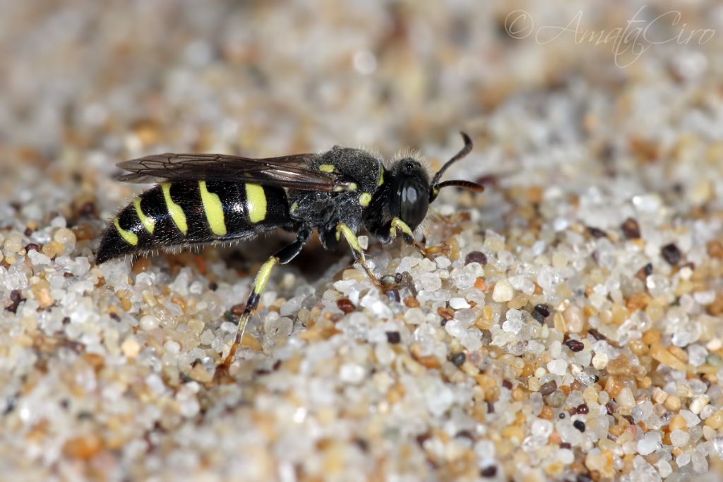 Crabronidae: Bembecinus sp.