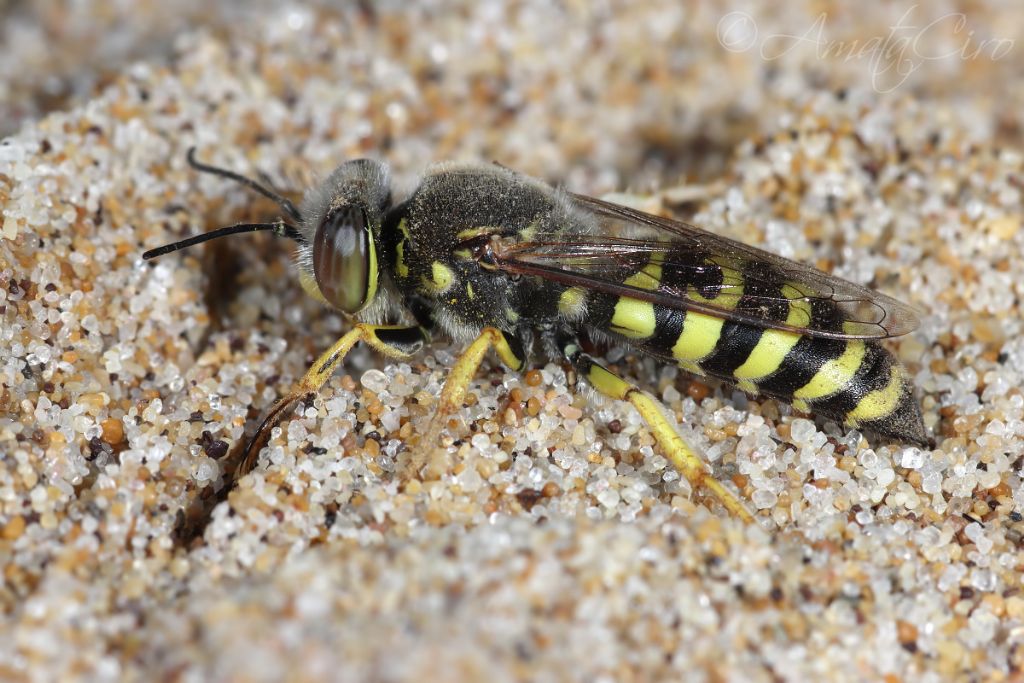 Crabronidae: femmina di Bembix oculata