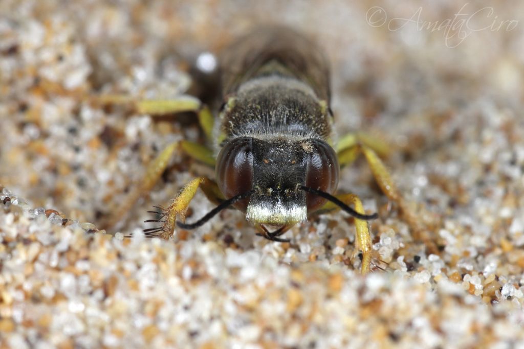 Crabronidae: femmina di Bembix oculata