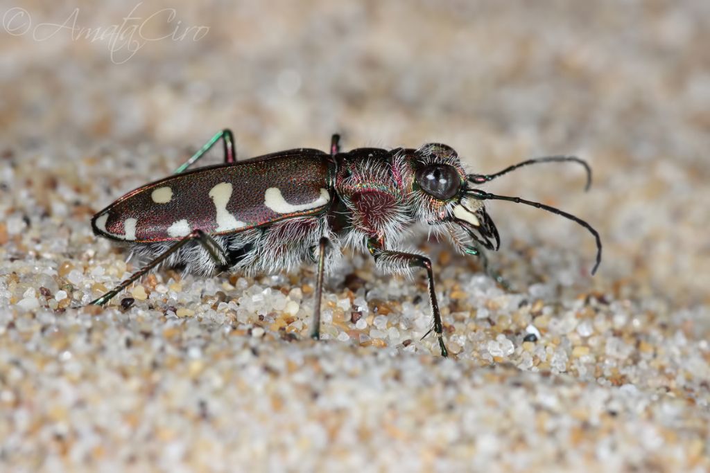 Cicindelidae: Calomera littoralis nemoralis