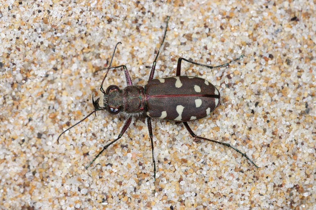 Cicindelidae: Calomera littoralis nemoralis