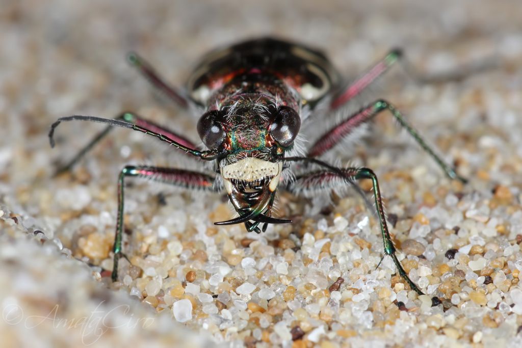 Cicindelidae: Calomera littoralis nemoralis