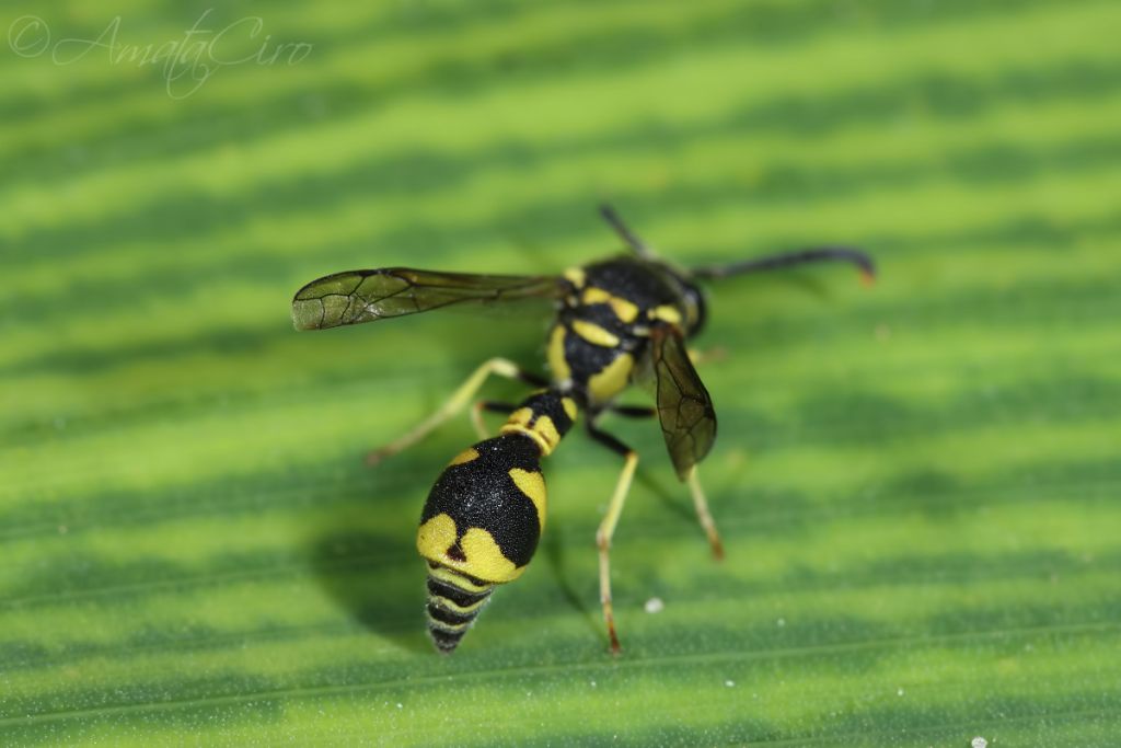 Vespidae Eumeninae: Eumenes sp.