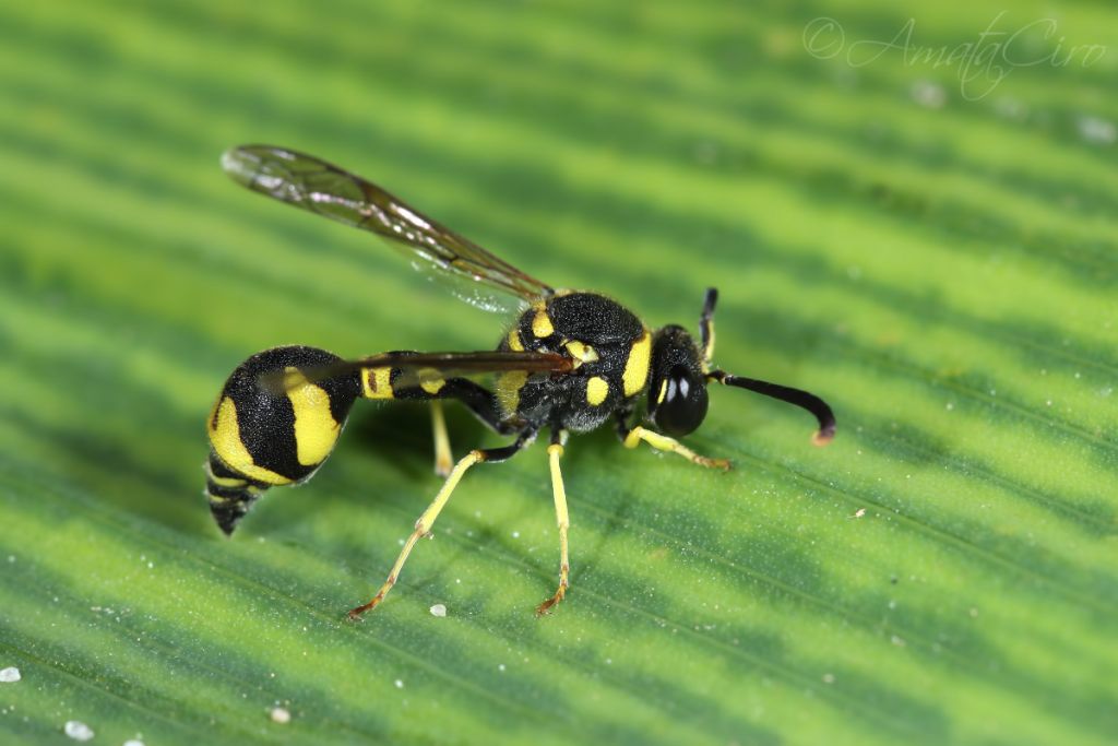 Vespidae Eumeninae: Eumenes sp.