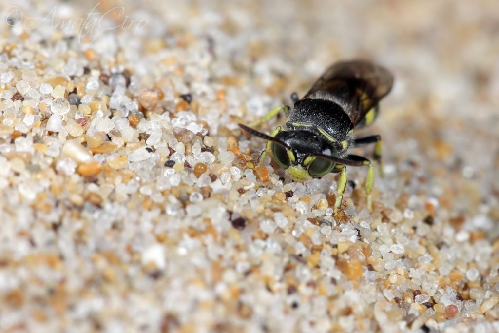 Crabronidae: femmina di Bembecinus hungaricus