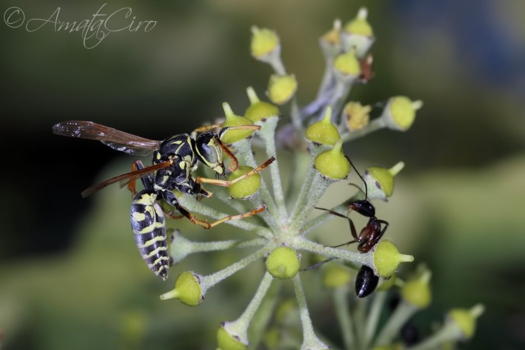 Vespidae: Maschio di Polistes nimpha