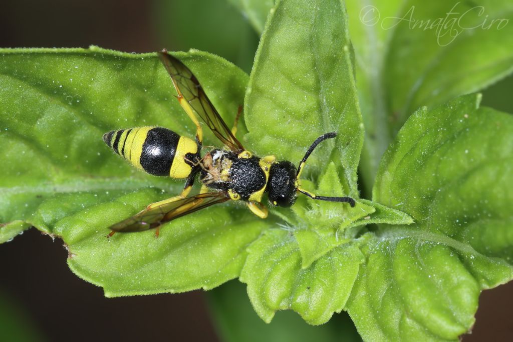 vespidae Eumeninae: femmina diAncistrocerus gazella (aff.)