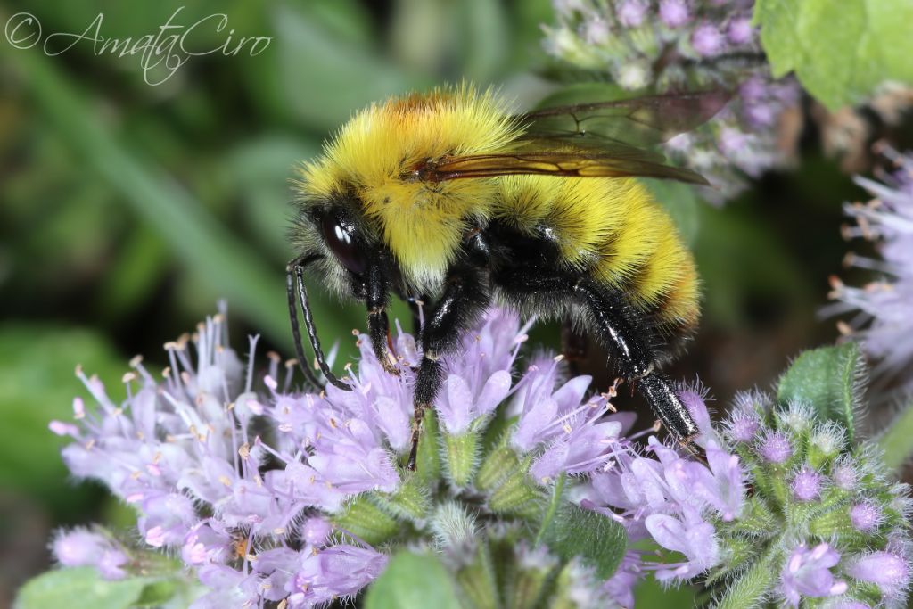 Apidae: Bombus sp.