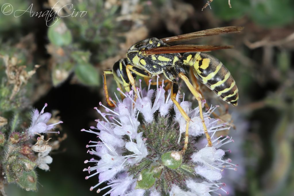 Vespidae: maschio di Polistes nimpha