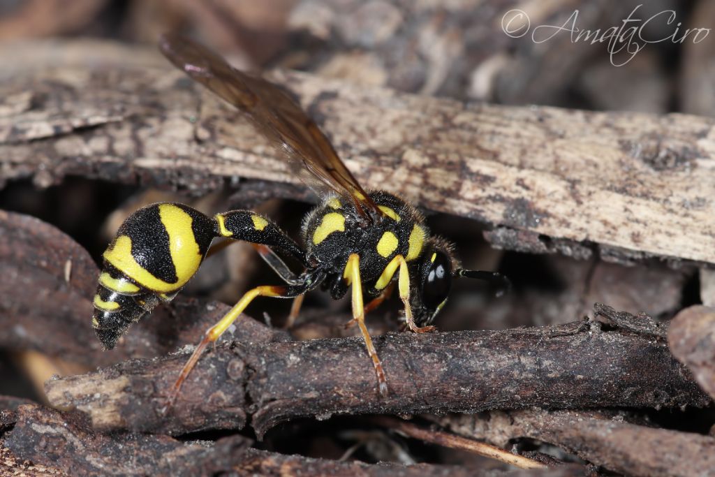 Vespidae Eumeninae: Eumenes sp.