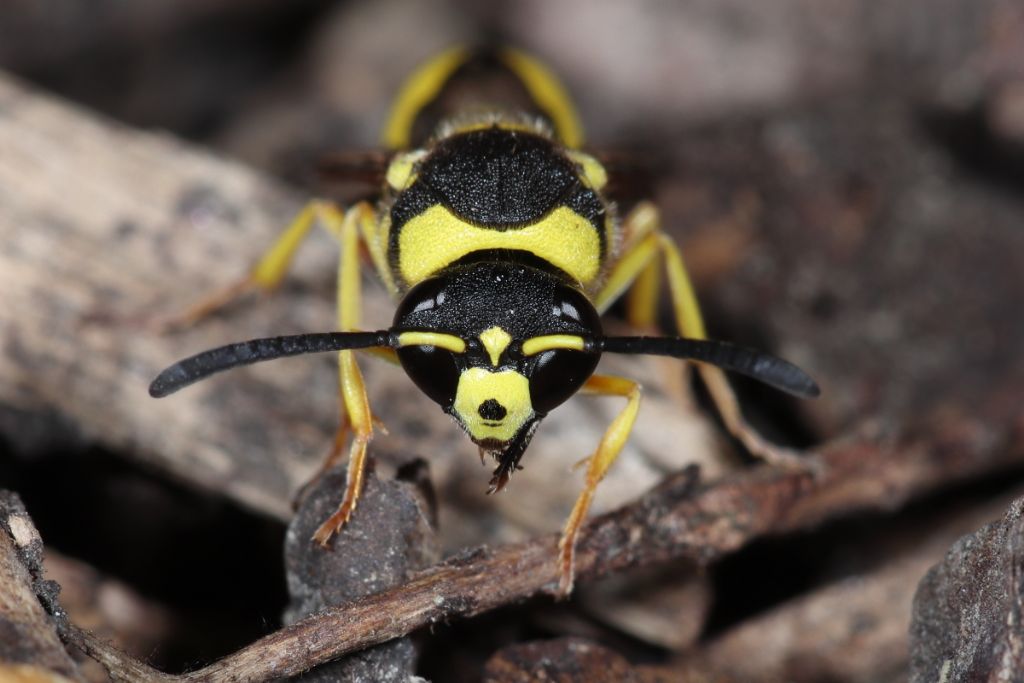 Vespidae Eumeninae: Eumenes sp.