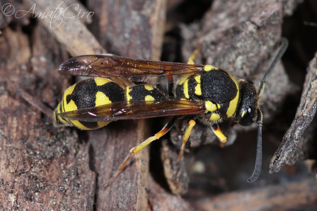 Vespidae Eumeninae: Eumenes sp.