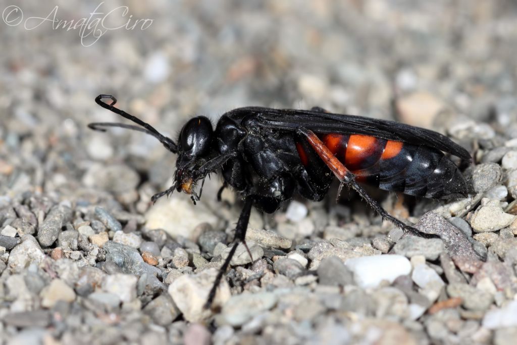 Pompilidae: Anoplius viaticus