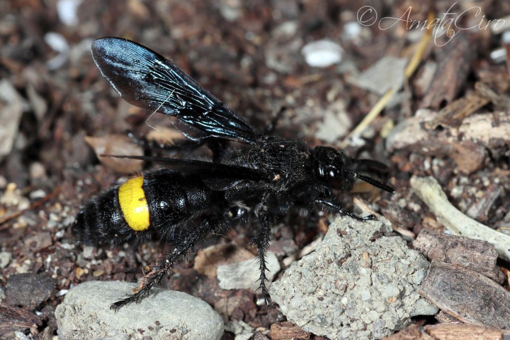 Scoliidae: Scolia hirta unifasciata