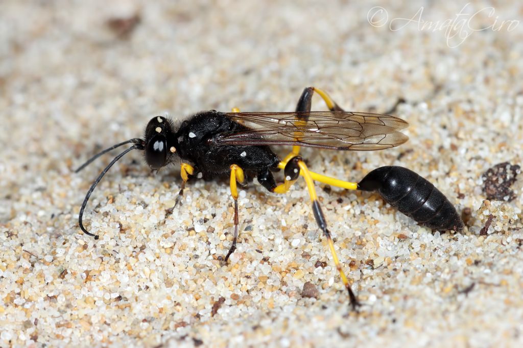 Sphecidae: maschio di Sceliphron spirifex