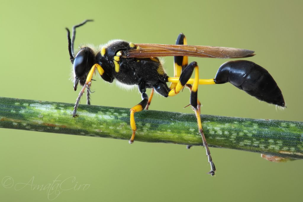 Sphecidae: Sceliphron madraspatanum ssp. tubifex? S.