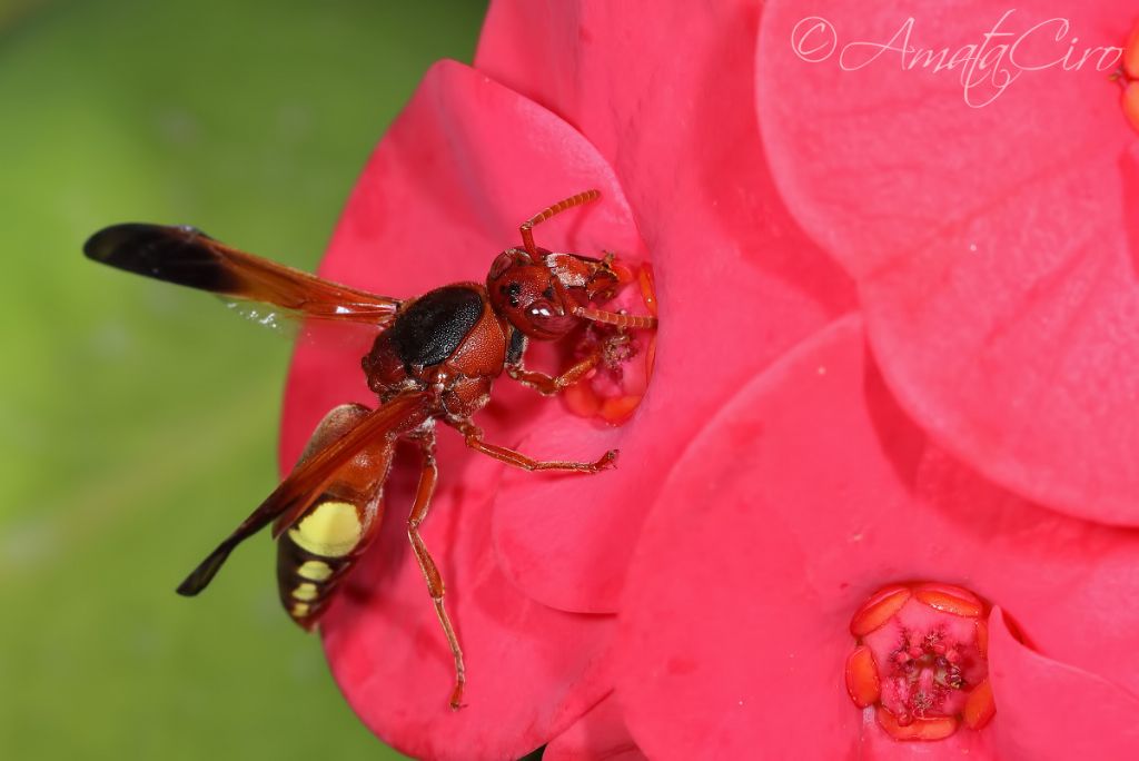 Vespidae Eumeninae: Rhynchium oculatum