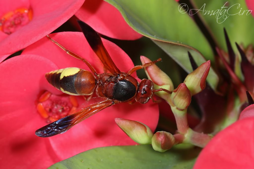 Vespidae Eumeninae: Rhynchium oculatum