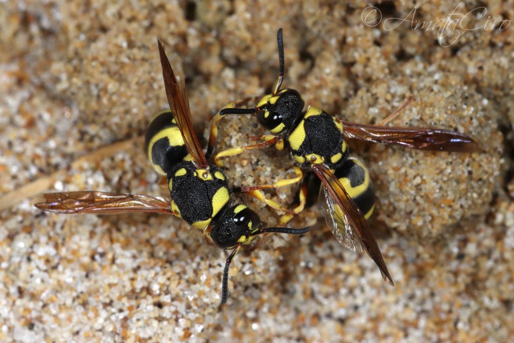 Vespidae Eumeninae: richiesta id