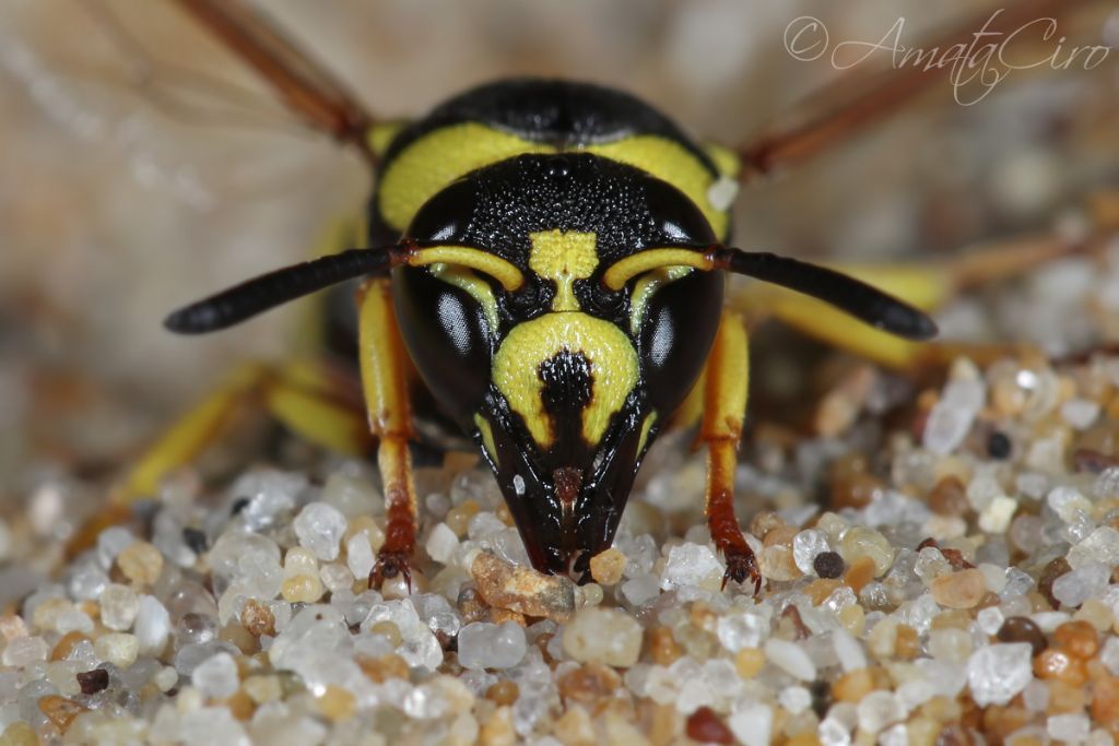 Vespidae Eumeninae: richiesta id