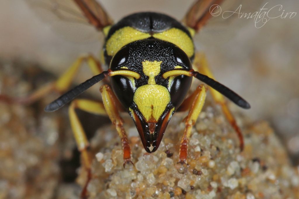 Vespidae Eumeninae: richiesta id