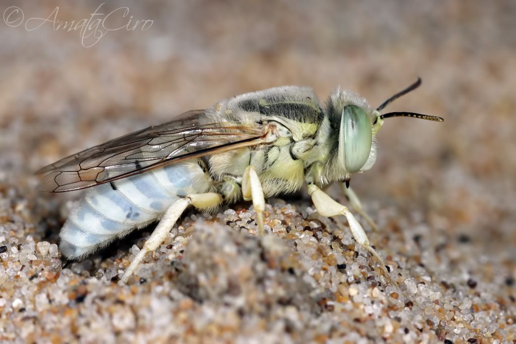 Crabronidae: maschio di Bembix olivacea