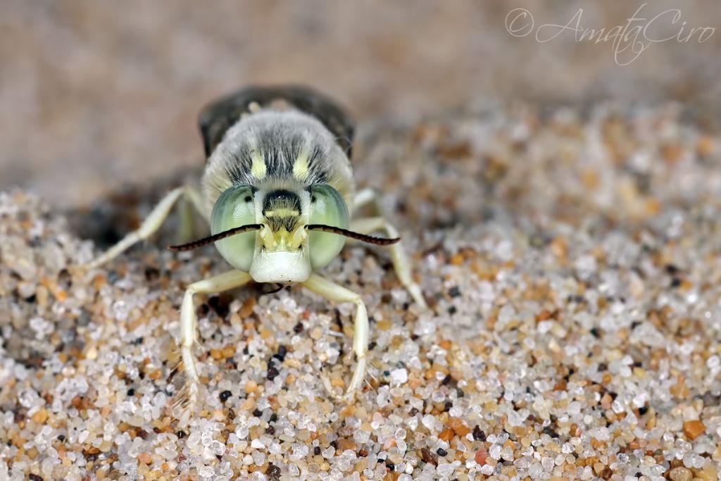 Crabronidae: maschio di Bembix olivacea