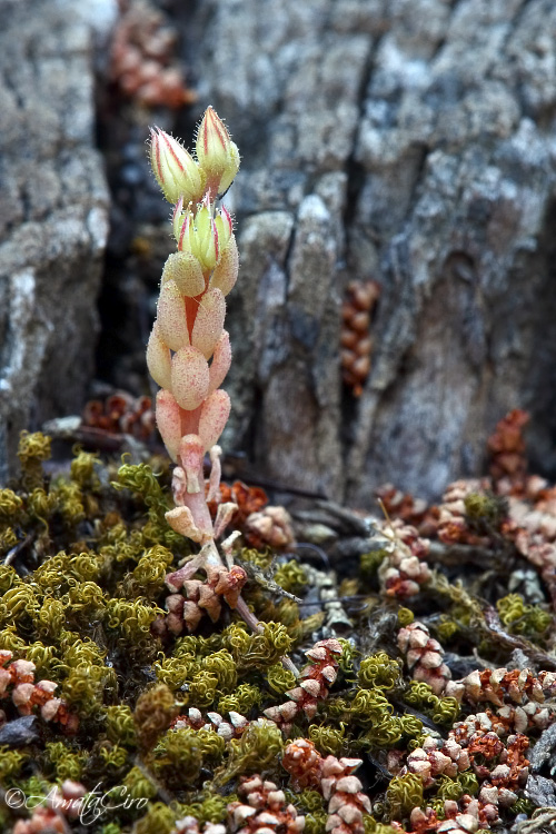 Sedum rubens