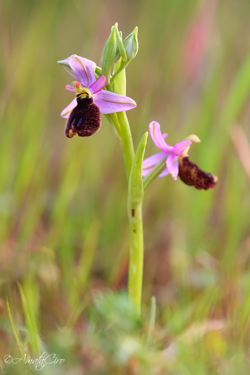 Ophrys bertolonii subsp. explanata