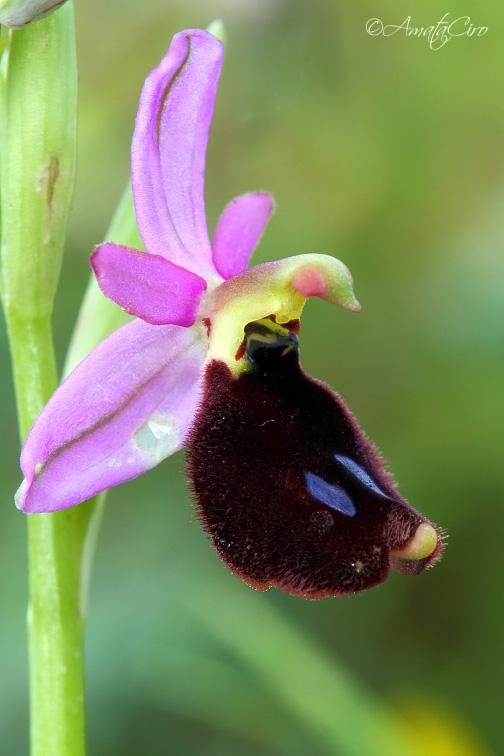 Ophrys bertolonii subsp. explanata