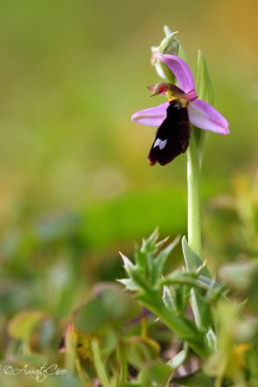 Ophrys bertolonii subsp. explanata