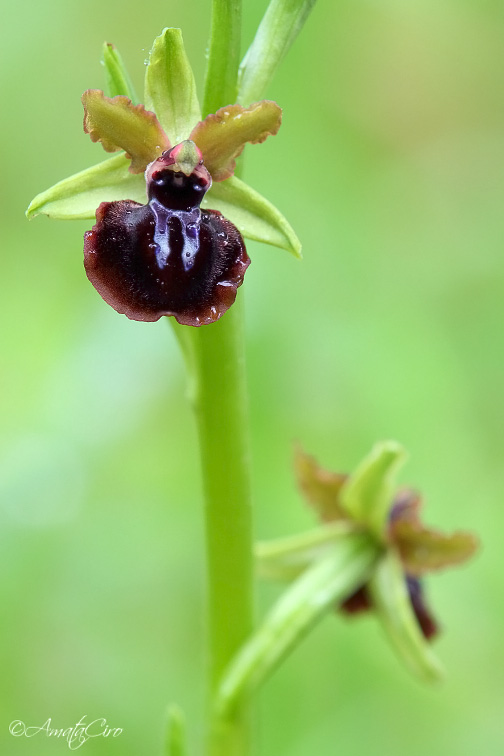 Ophrys passionis