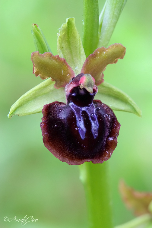 Ophrys passionis