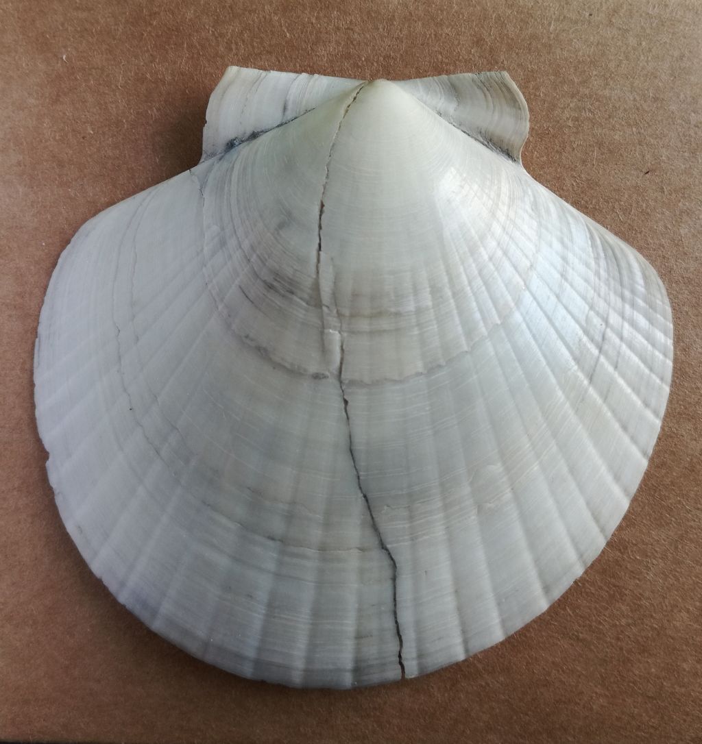 Flabellipecten flabelliformis (Brocchi)